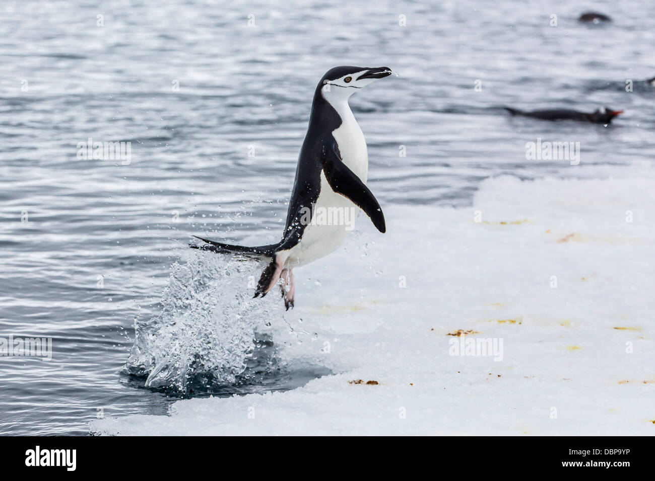 Adult chinstrap penguin (Pygoscelis antarctica), Port Lockroy, Antarctica, Southern Ocean, Polar Regions Stock Photo