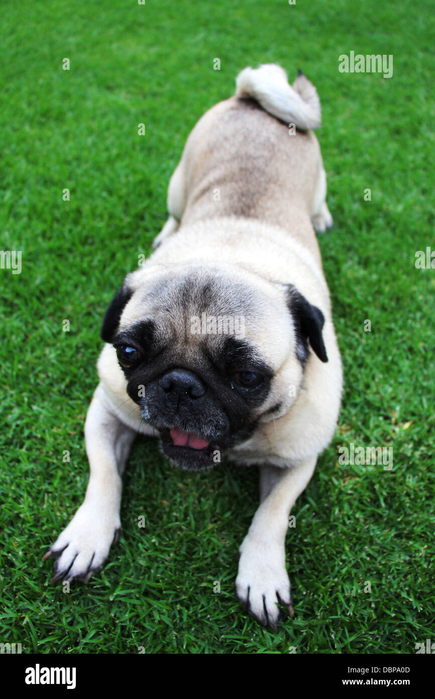 Adorable beige pug lying down and yawning outdoors with a green grass ...