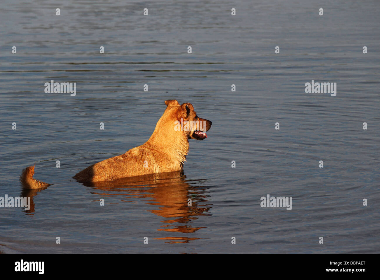Cross breed dog sits in the water of a park dam, looking out into the open Stock Photo