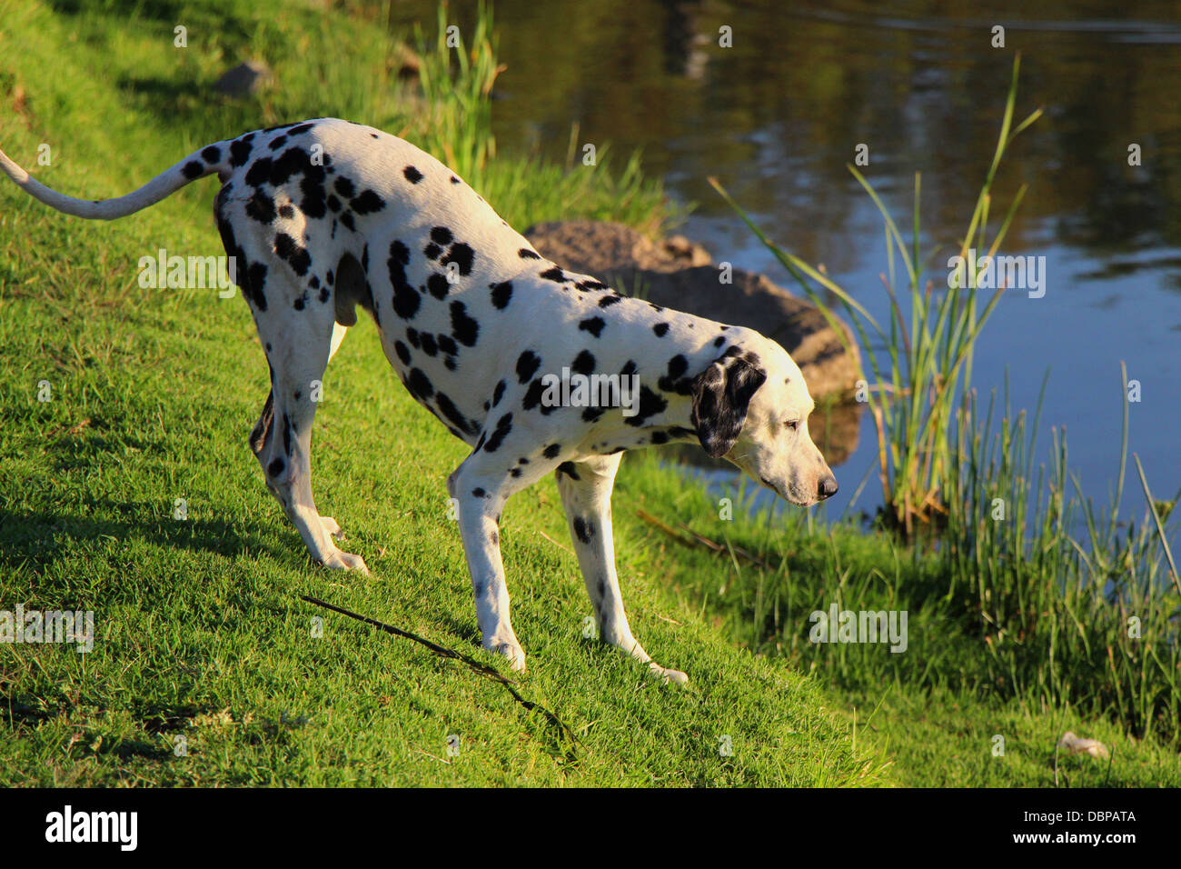 Curious Dalmatian explores the waters edge at a park dam Stock Photo