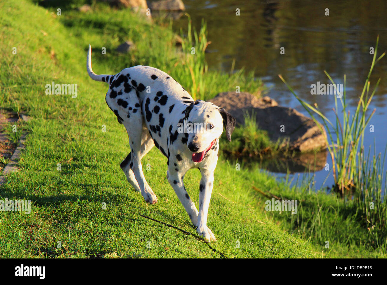 Curious Dalmatian returns from exploring the waters edge at a park dam Stock Photo