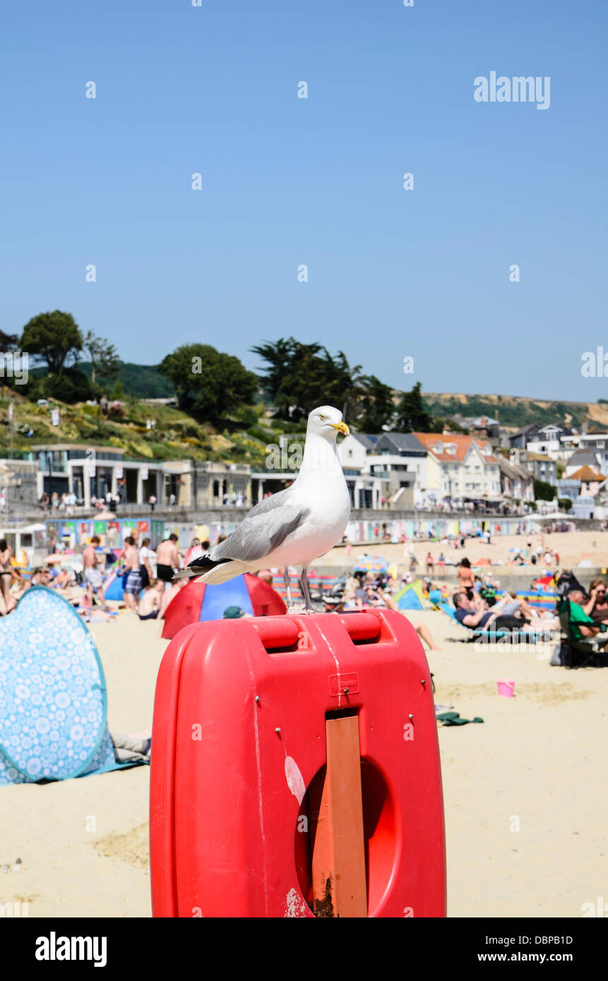 Herring gull sits on a life belt surveying the beach Stock Photo Alamy