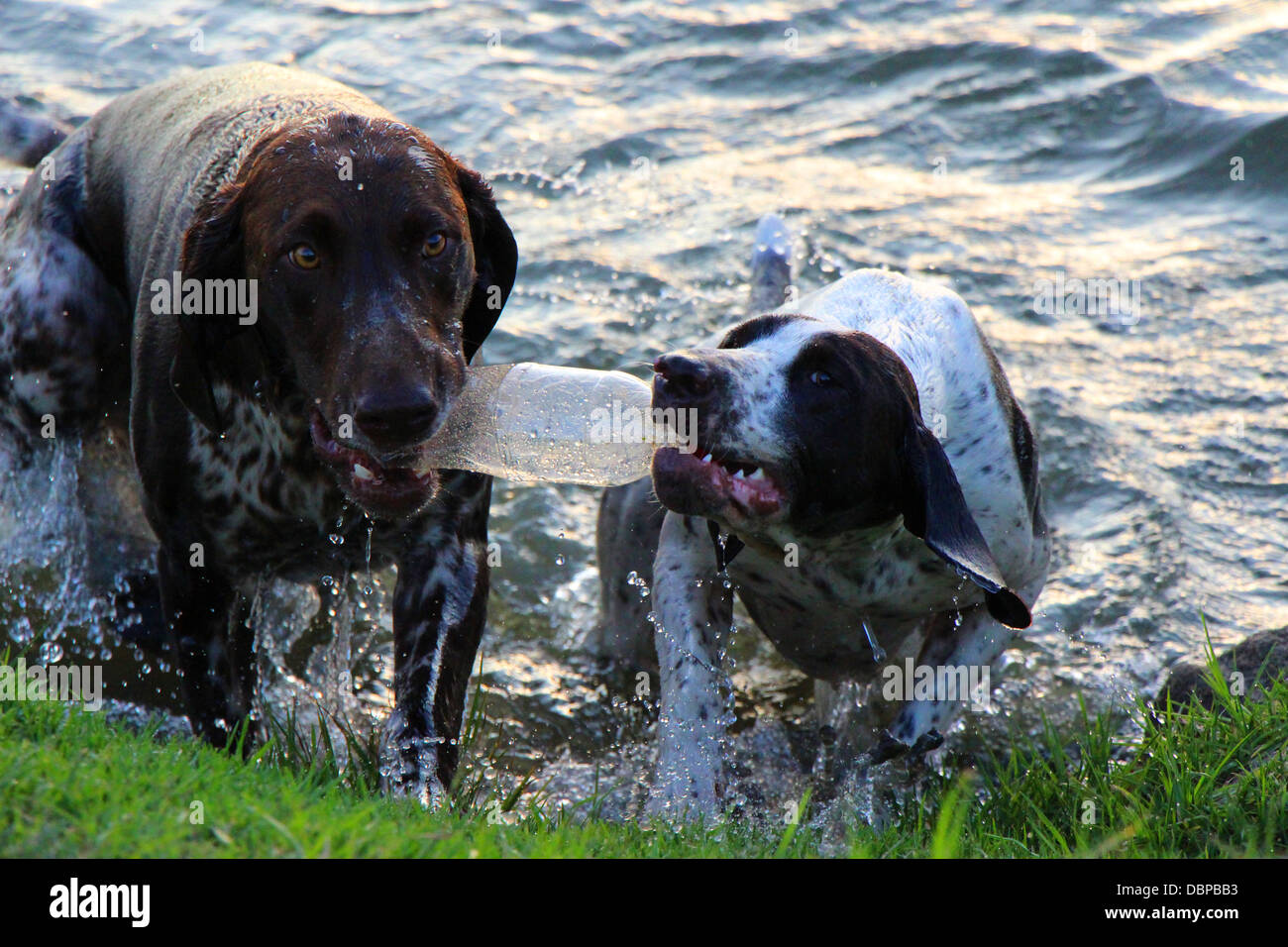 Two German short haired pointers playing with a plastic bottle and exiting water Stock Photo