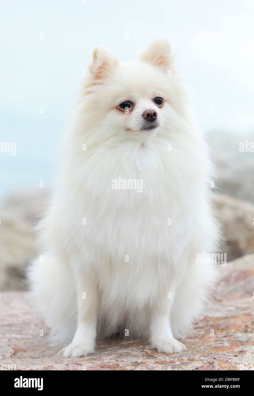 white pomeranian dog Stock Photo Alamy