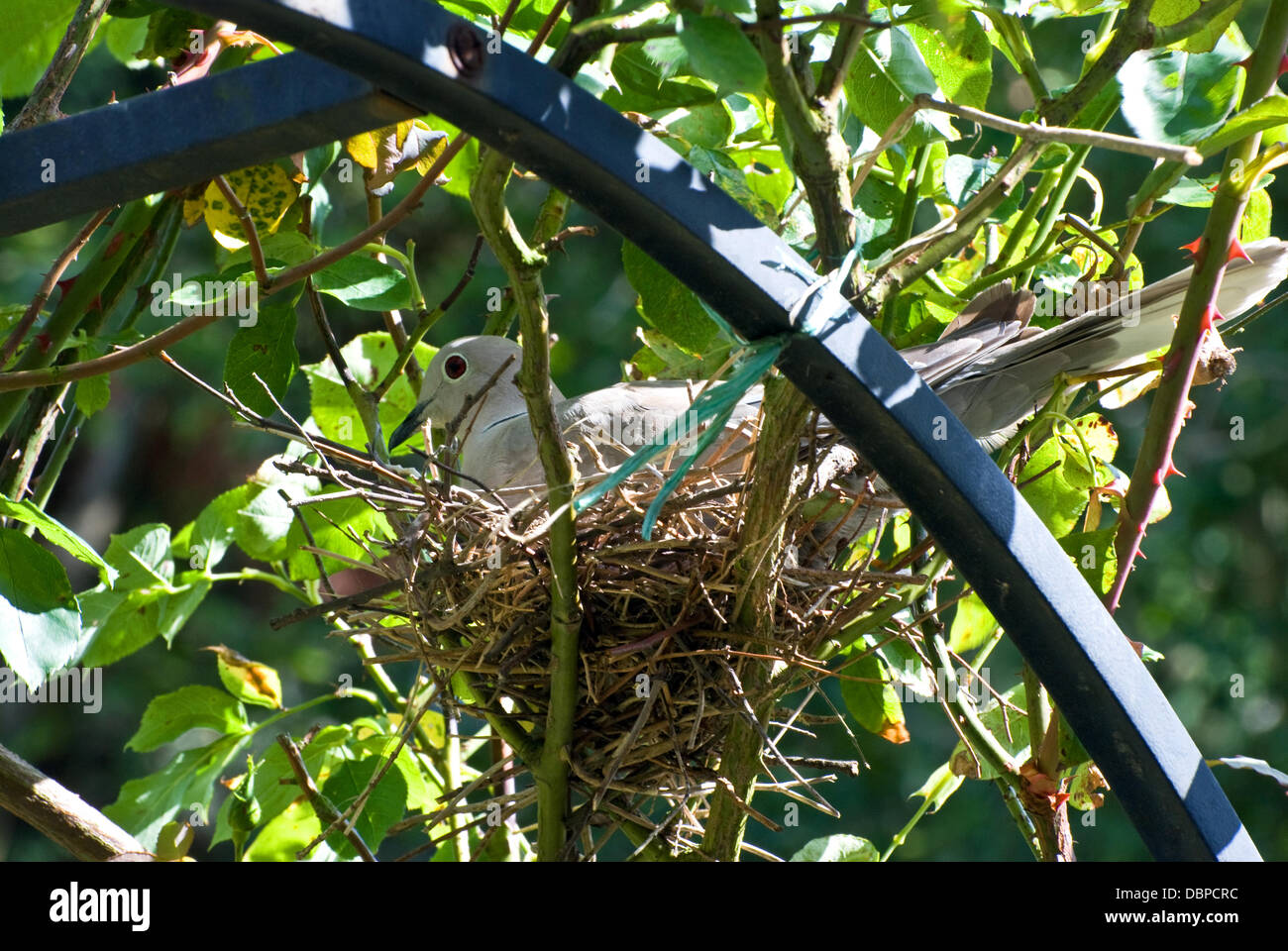 Nesting Collared Dove Stock Photo - Alamy