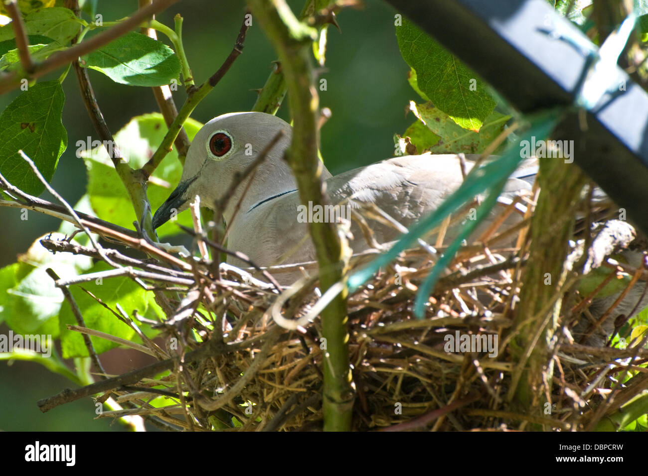 Nesting Collared Dove Stock Photo - Alamy