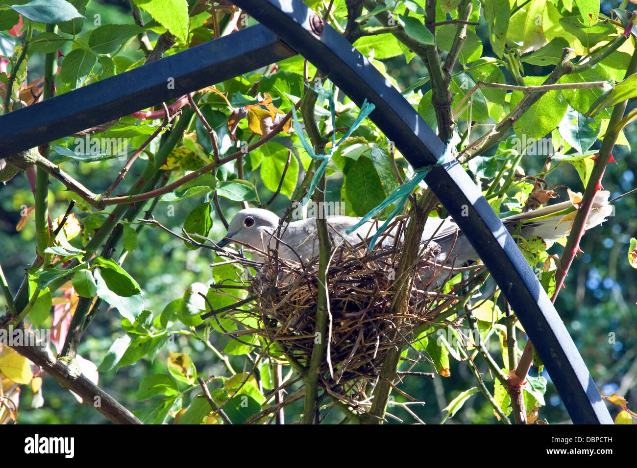Nesting Collared Doves Stock Photo Alamy