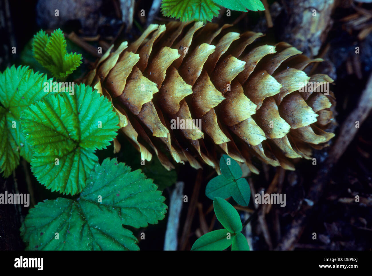 Engelmann spruce cone, Sky Lakes Wilderness, Winema National Forest, Oregon Stock Photo