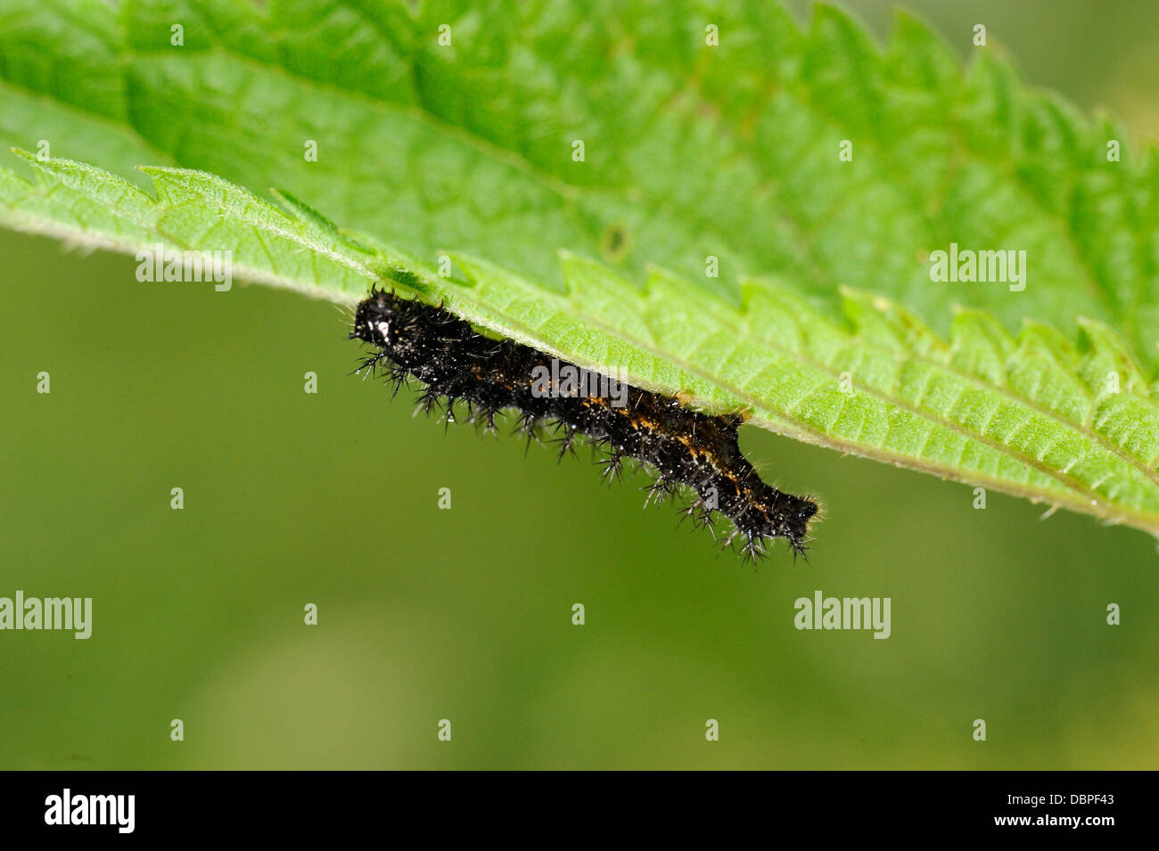 Caterpillar of map butterfly (Araschnia levana) Stock Photo