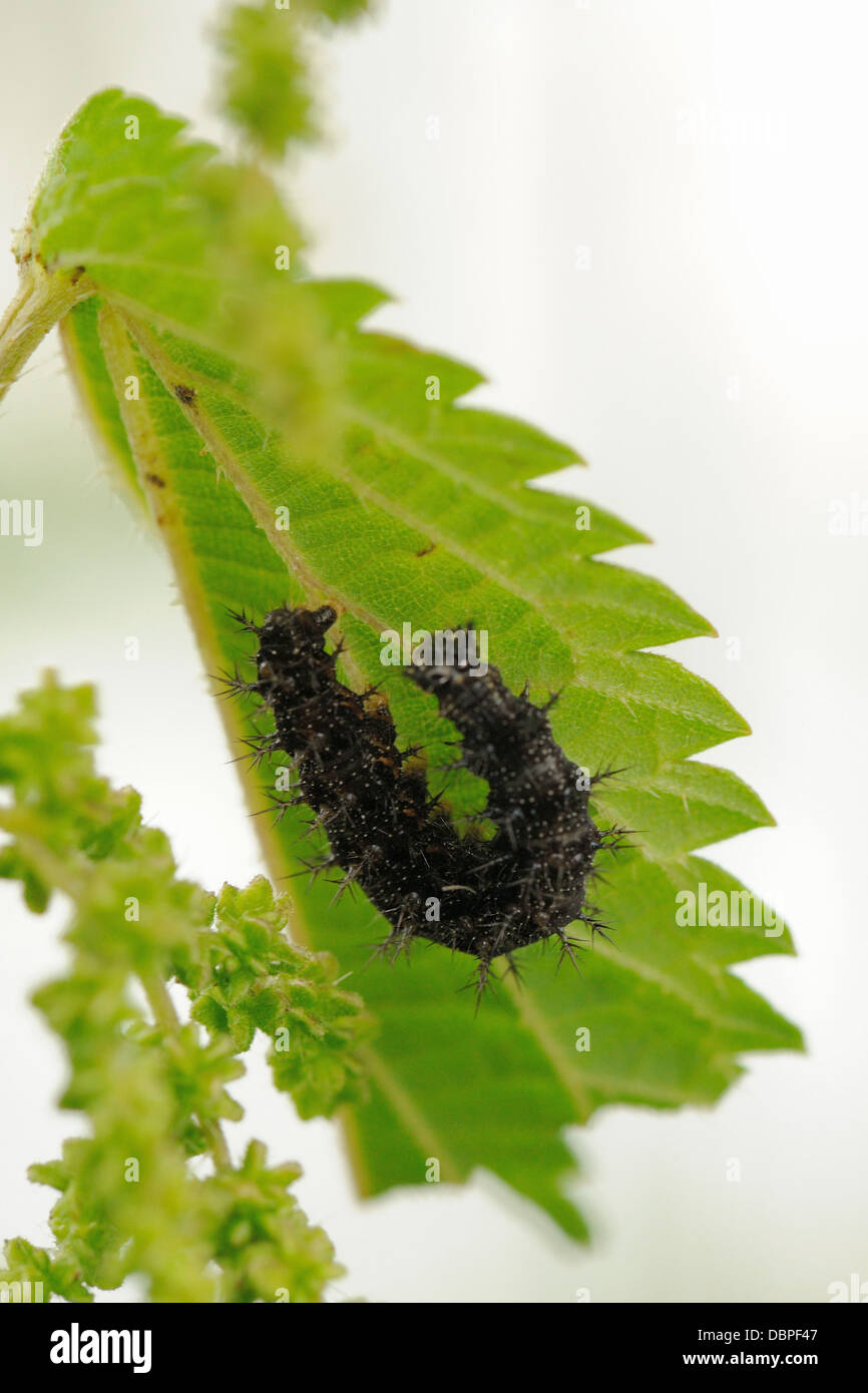 Caterpillar of map butterfly (Araschnia levana) Stock Photo