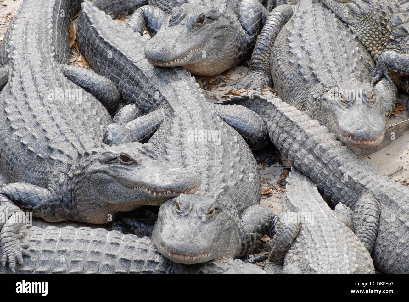 A group of alligators congregate at the St. Augustine Alligator Farm