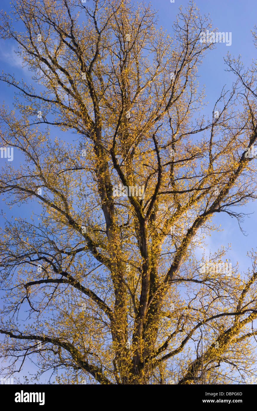Oregon Cottonwood: Your Gateway to Willamette Valley Adventures
