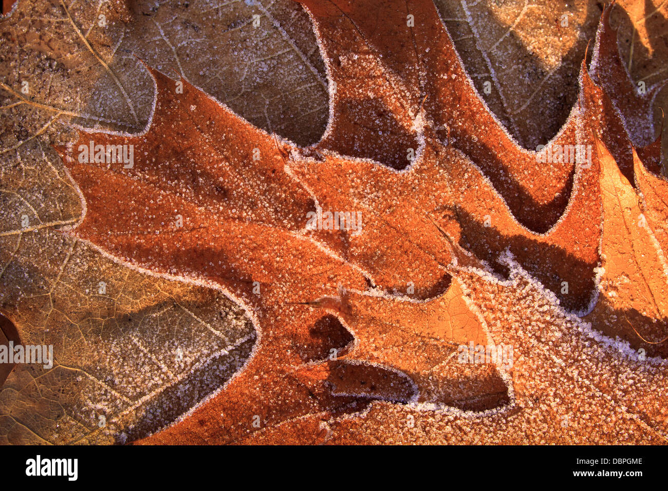 Colorful autumn oak leaves hi-res stock photography and images - Alamy