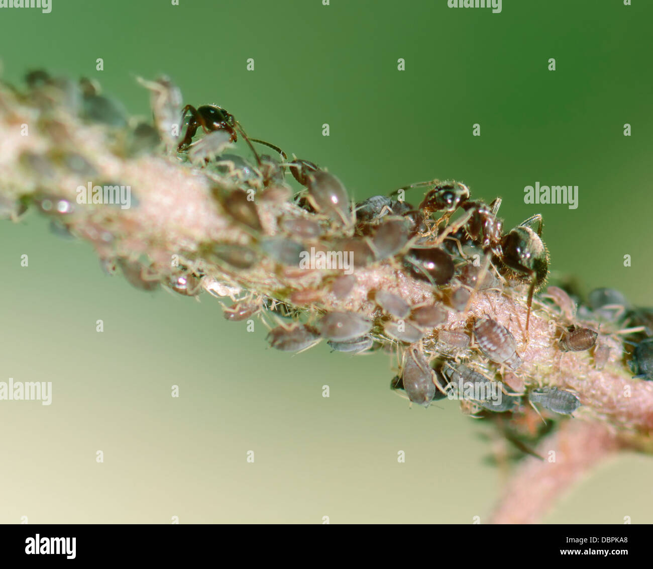 Ants and lice on a plant Stock Photo Alamy