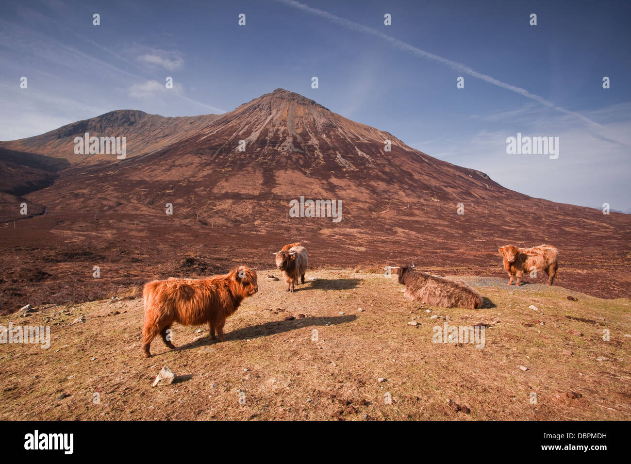 Highland cattle on the Isle of Skye in the Highlands, Inner Hebrides ...