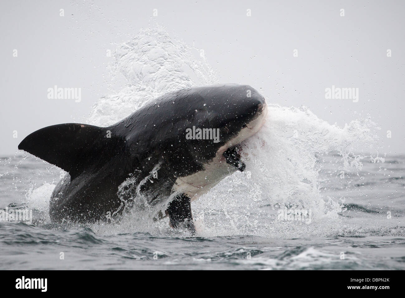 Great white shark eating hi-res stock photography and images - Alamy