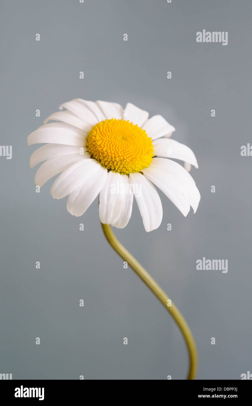Leucanthemum ircutianum, (vulgare) vertical portrait of flowers with nice out focus grey background. Stock Photo