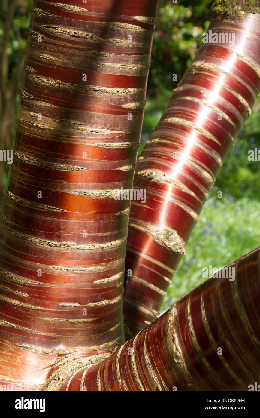 Trunk of Copper Beech Tree in Abbotsbury Gardens in Dorset England Stock Photo