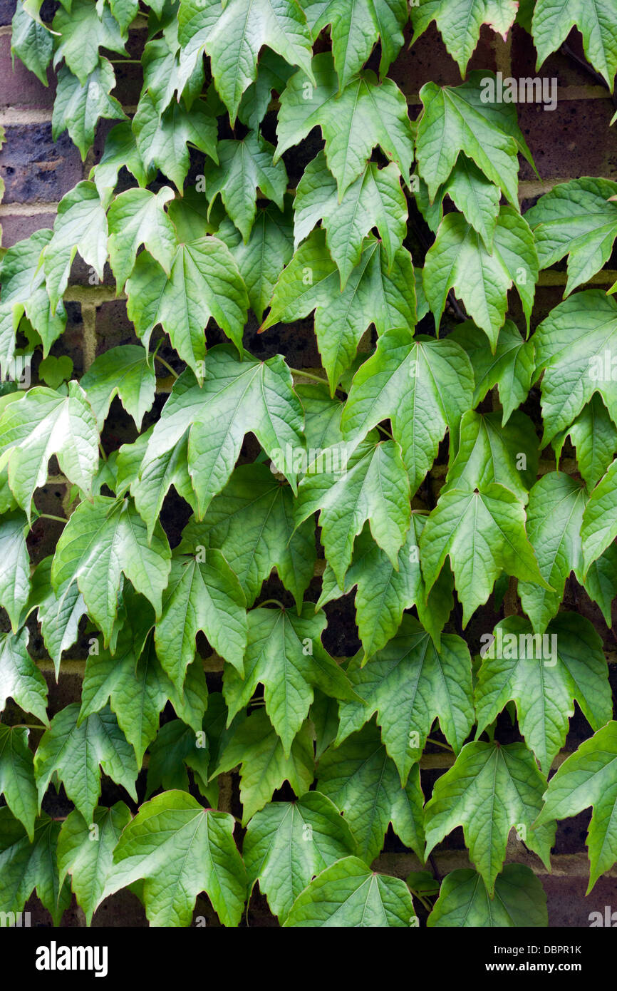 Virginia creeper - Parthenocissus quinquefolia Stock Photo