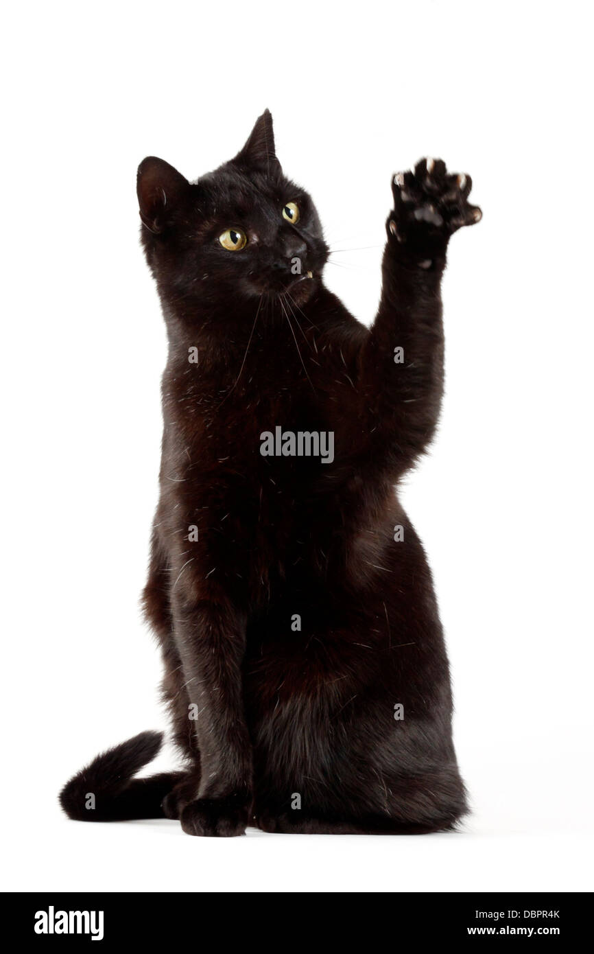 Black Cat Stock Photo