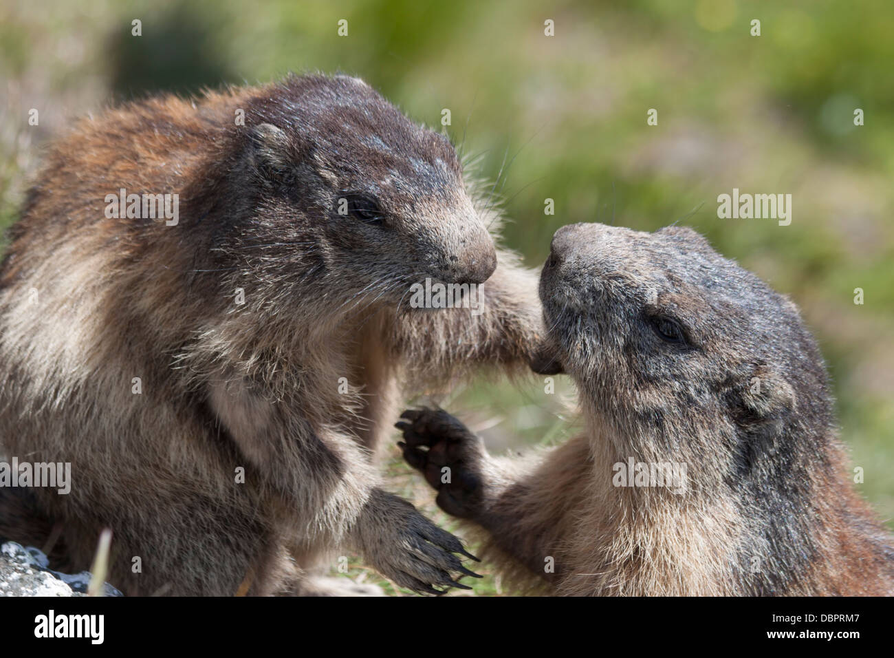 Alpine marmot with young / Marmota marmota Stock Photo