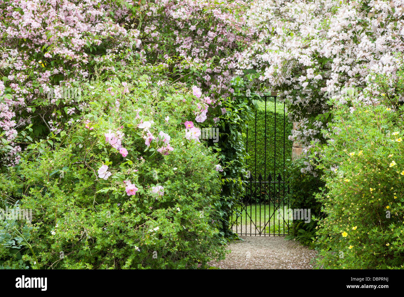 A gate within the walled garden of Rousham House is framed by masses of delicate pink blossom with a dog rose in the foreground, Oxfordshire, England. Stock Photo