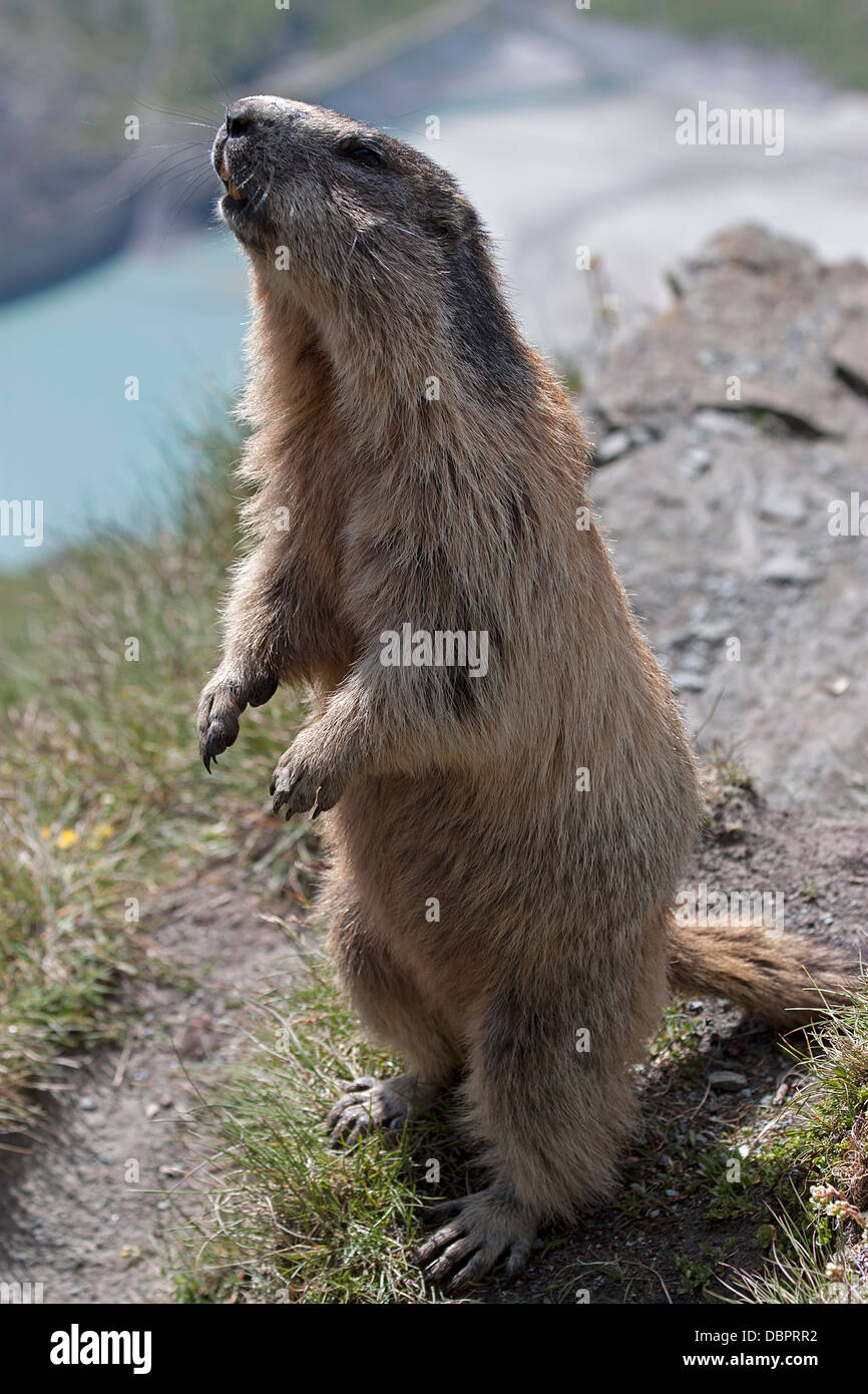 Alpine marmot / Marmota marmota Stock Photo