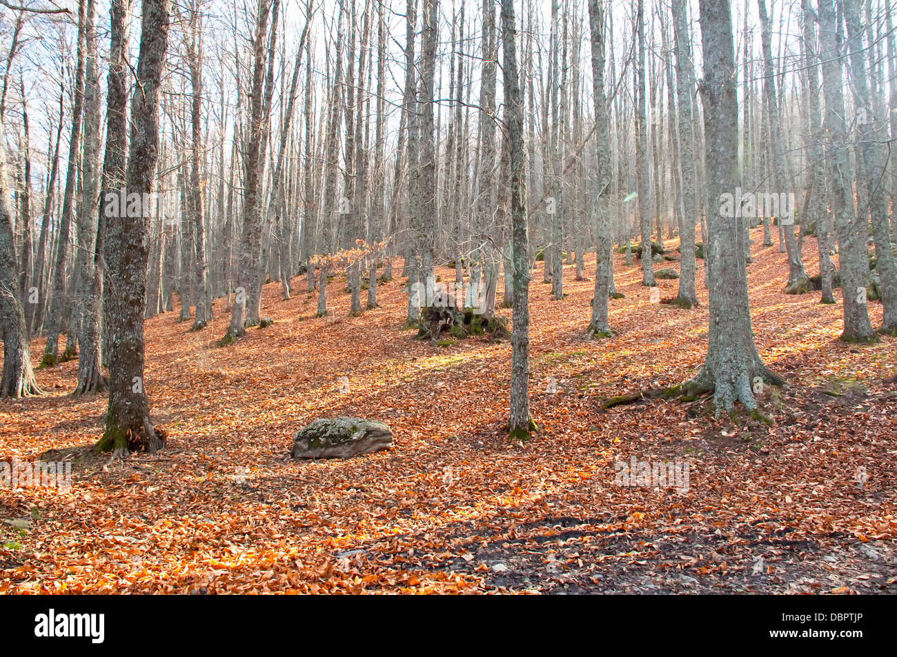 Forest in winter Stock Photo - Alamy