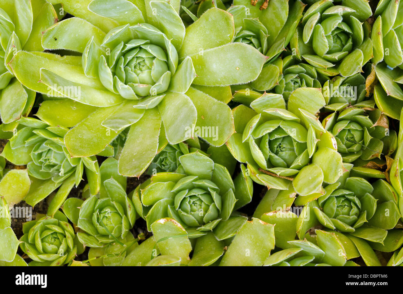 Close up of a Sempervivum plant Stock Photo