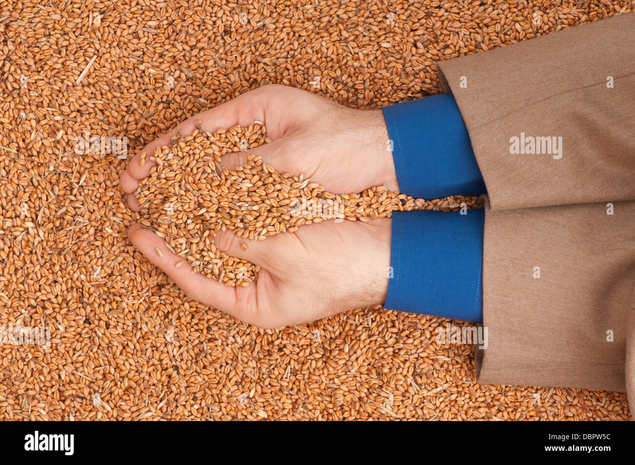 crop wheat Stock Photo