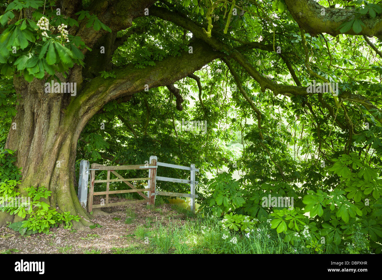 An old gateway beside the River Thames on the Thames Path framed by an ancient Horse Chestnut tree, Dorchester-on-Thames, Oxfordshire, England Stock Photo