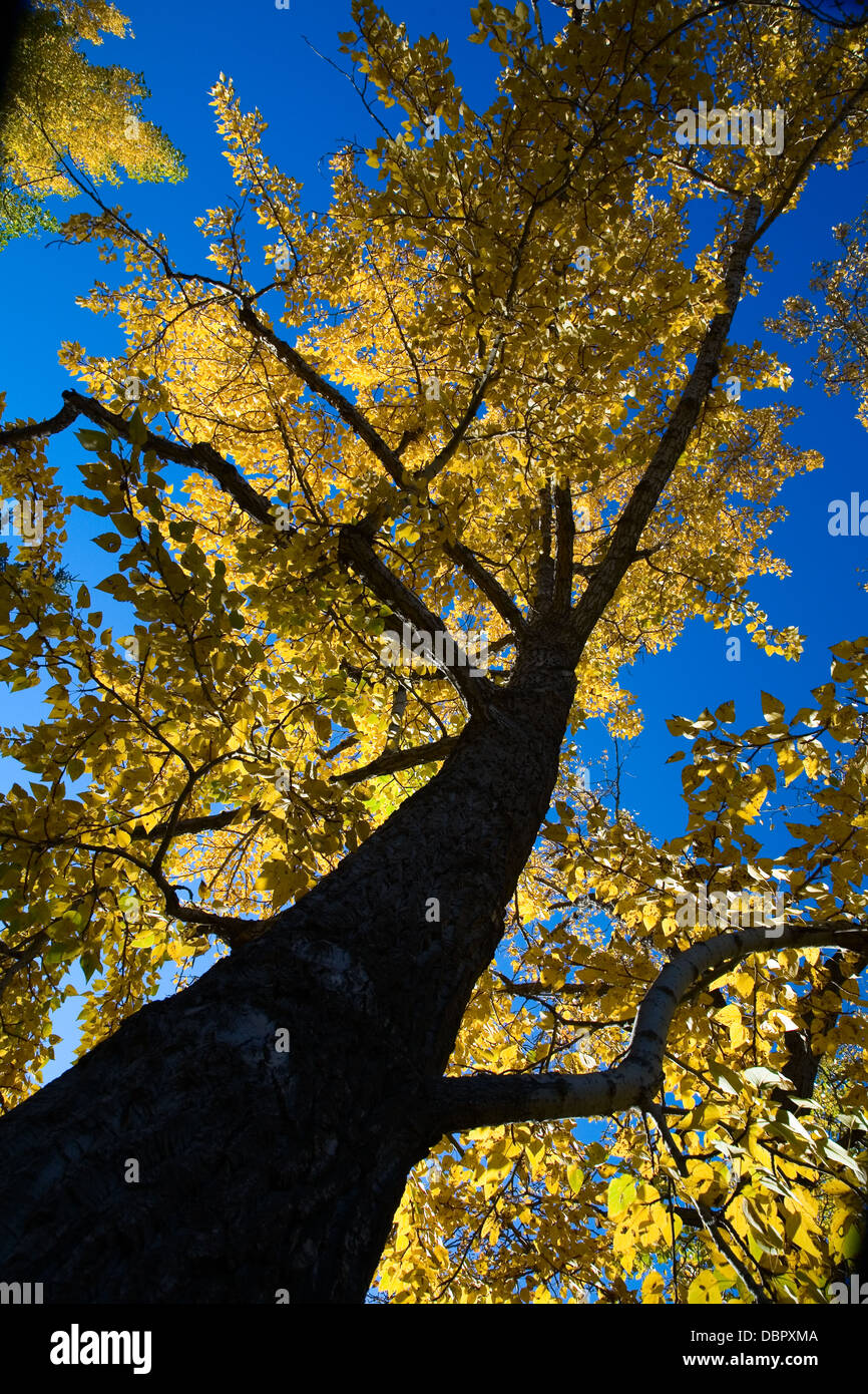 Autumn tree with bright yellow leaves viewed from below. Calgary, Alberta, Canada. Stock Photo