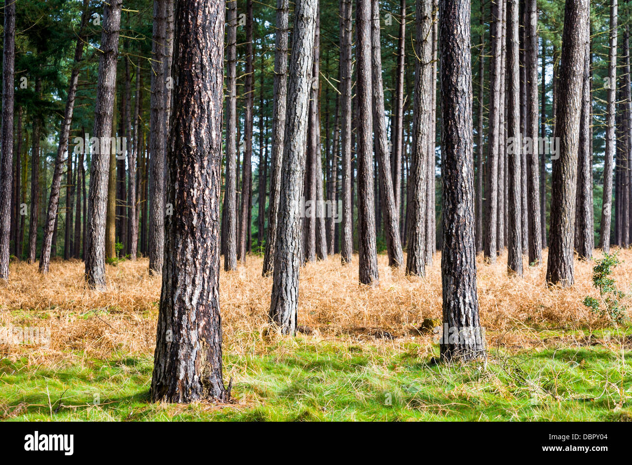 Pine tree trunks in Thetford Forest in East Anglia, UK Stock Photo