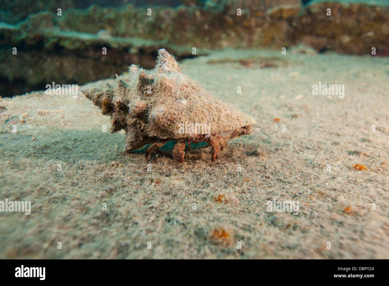 White-speckled Hermit Crab (Paguristes punticeps) on the wreck of the Prince Albert off the island of Roatan, Honduras. Stock Photo