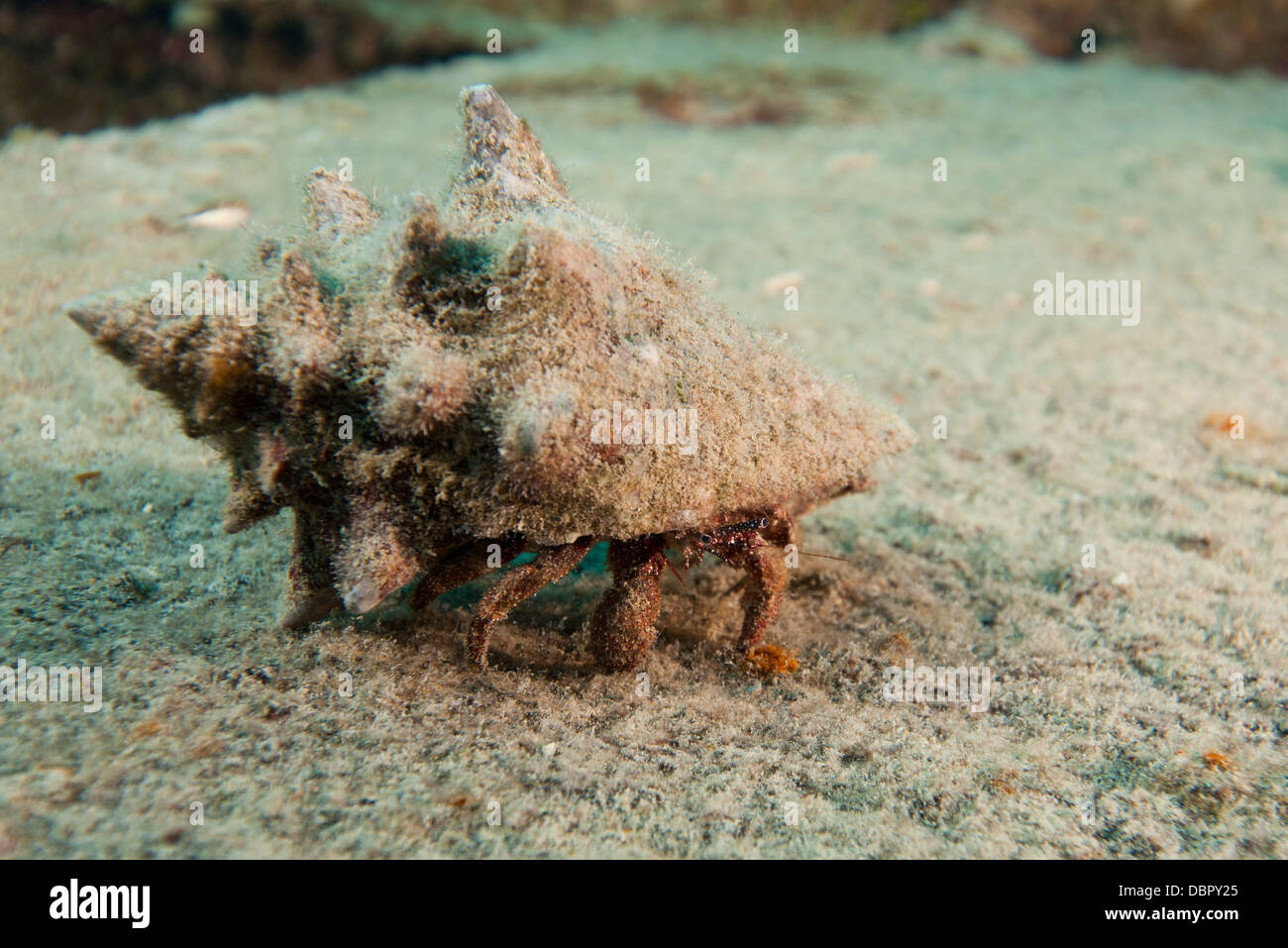 White Speckled Hermit Crab High Resolution Stock Photography and Images ...