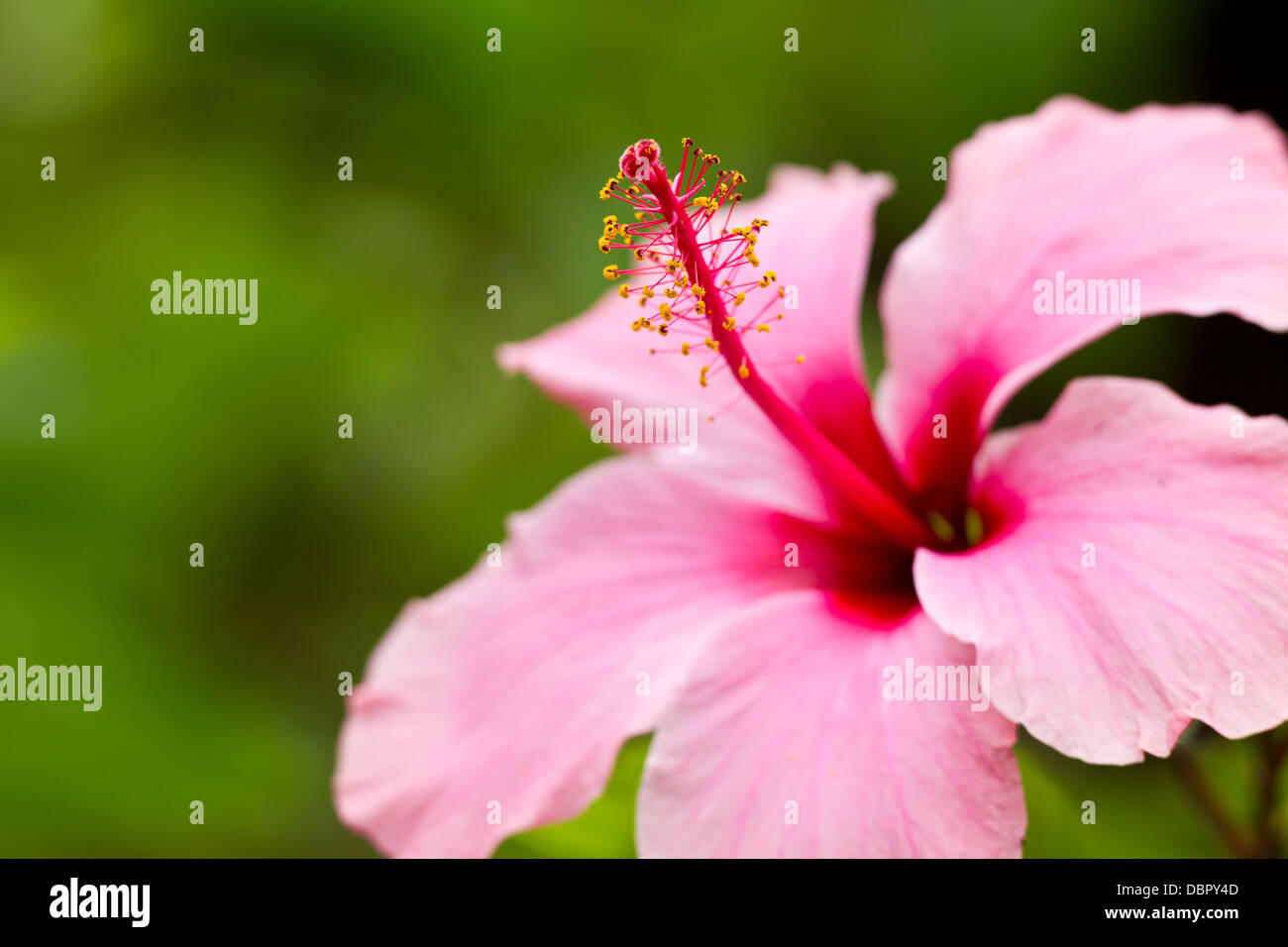 Hibiscus flower on the island of Roatan, Honduras Stock Photo Alamy