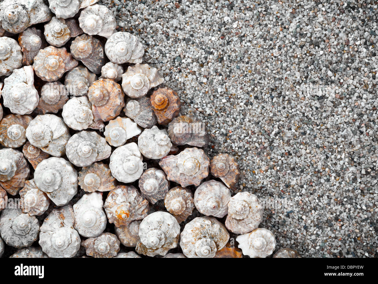Shells with copy space for background. Top view Stock Photo - Alamy