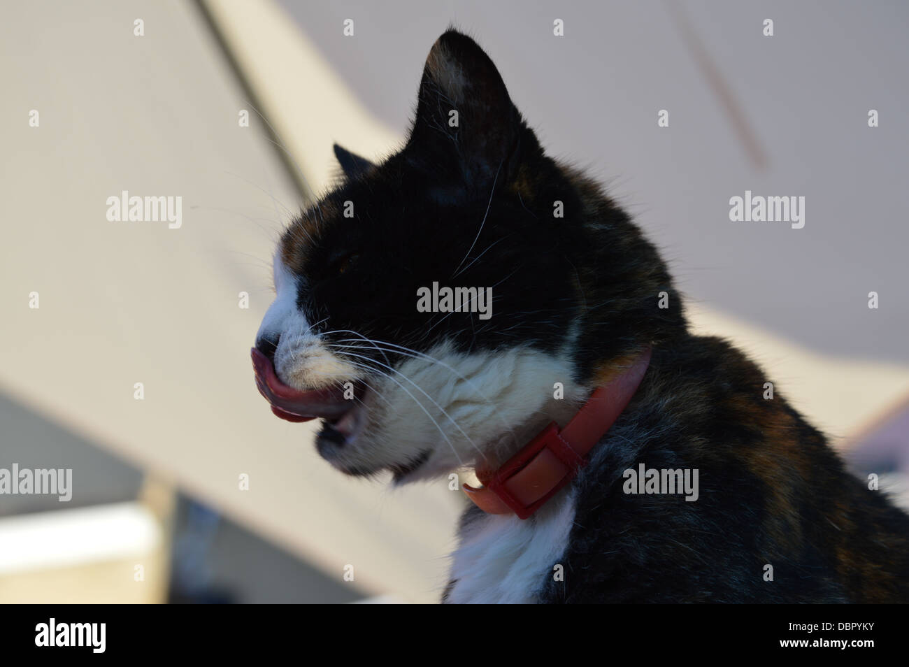 a cat licking her nose and mouth Stock Photo