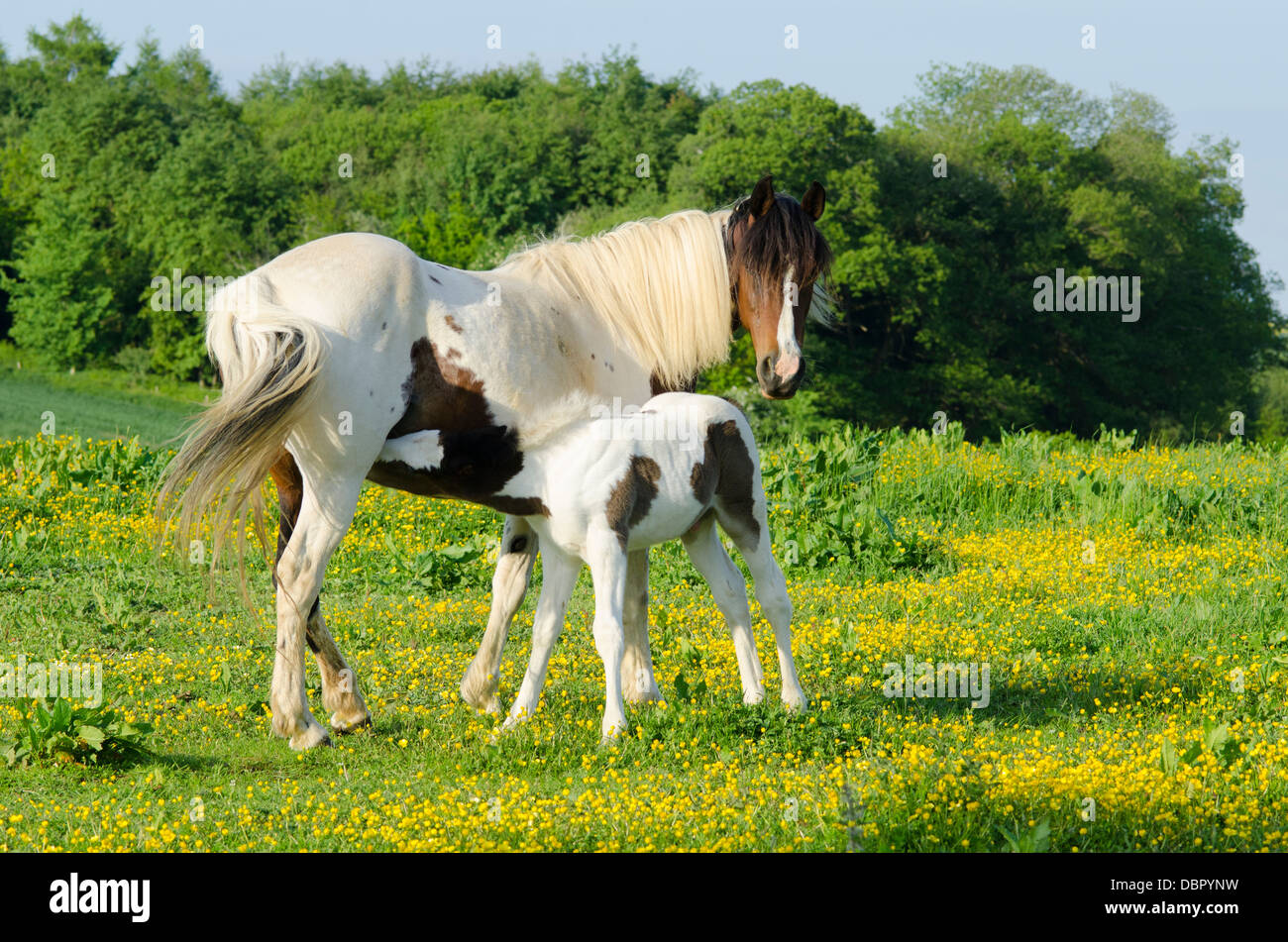 Mare is Cob x Appaloosa, foal is mare crossed with Welsh Section D, two months old. In field of Buttercups in June. Sussex, UK. Stock Photo