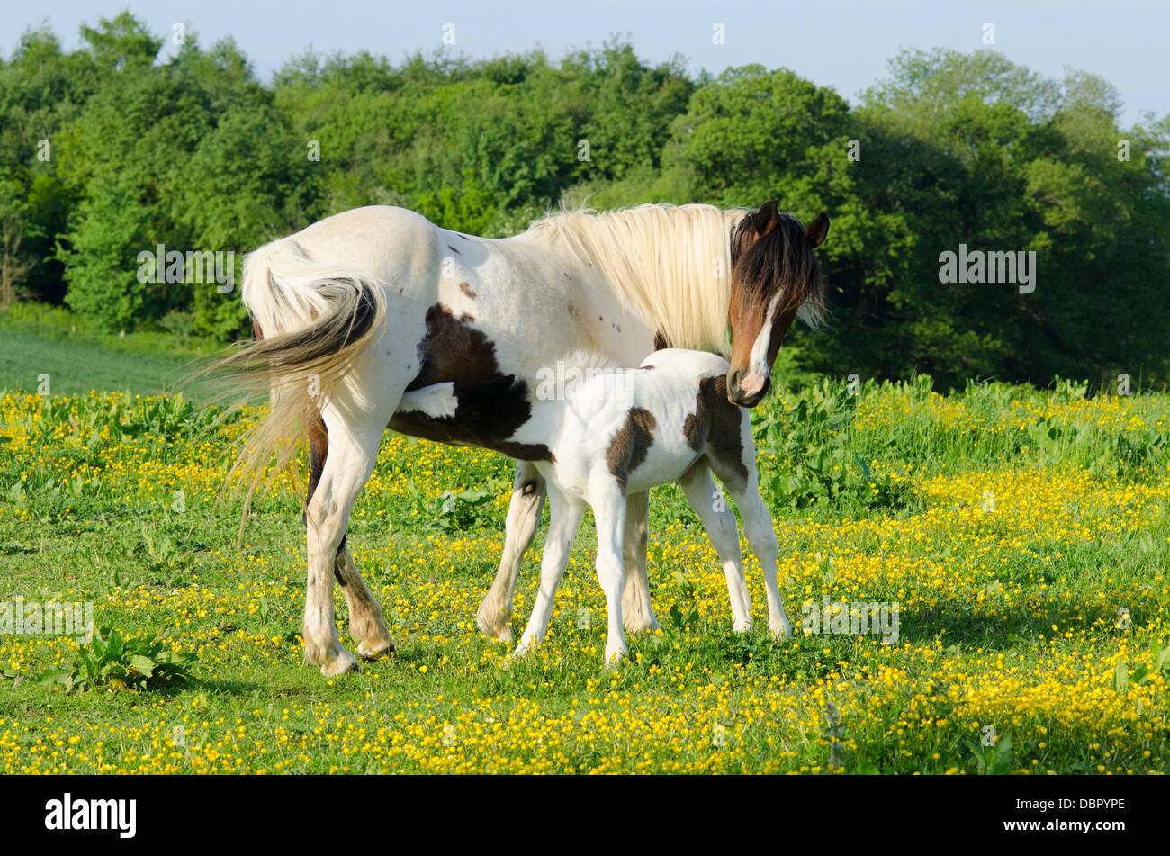 Mare is Cob x Appaloosa, foal is mare crossed with Welsh Section D, two months old. In field of Buttercups in June. Sussex, UK. Stock Photo