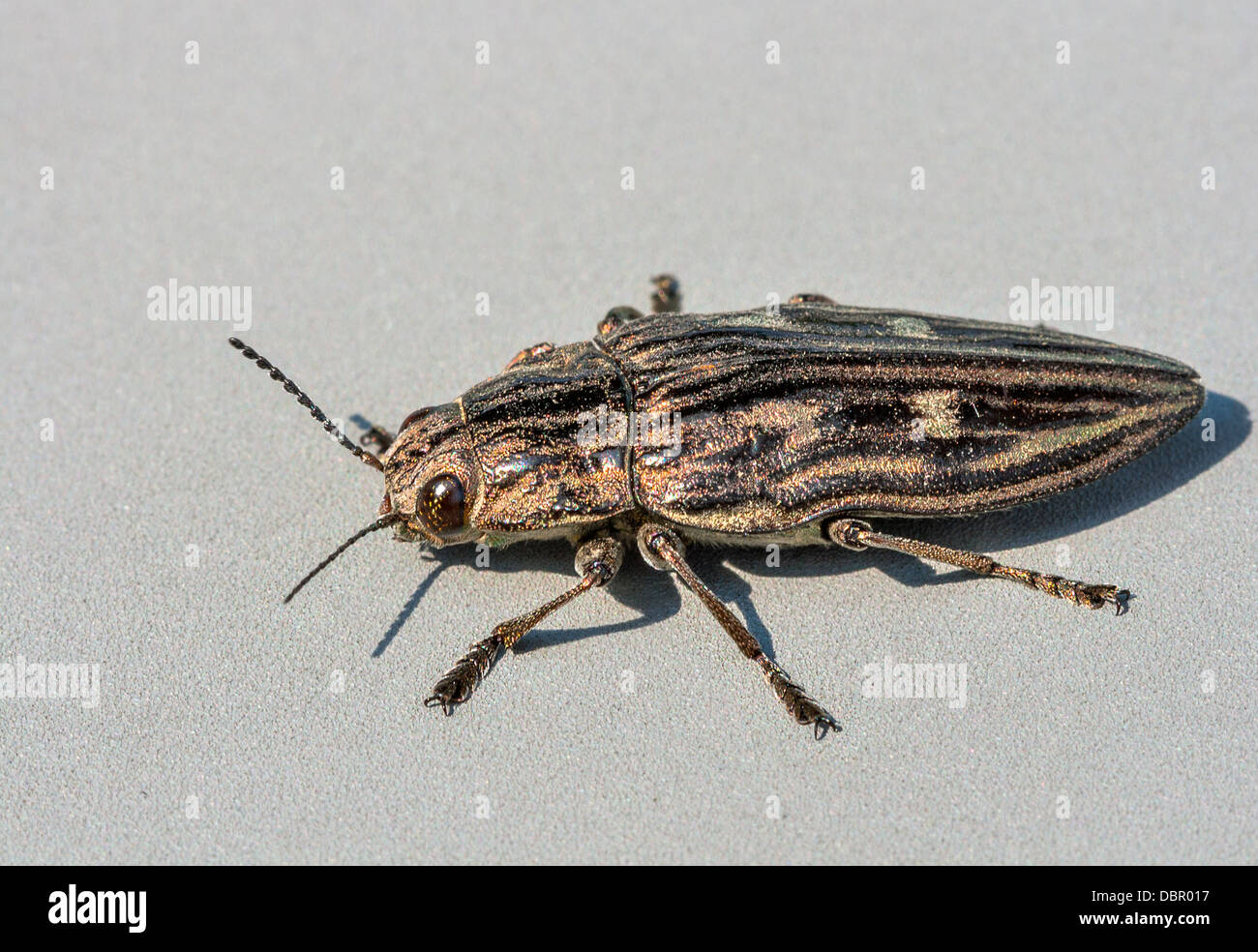 Yellow, brown and black striped beetle Agriotes lineatus macro on gray background Stock Photo