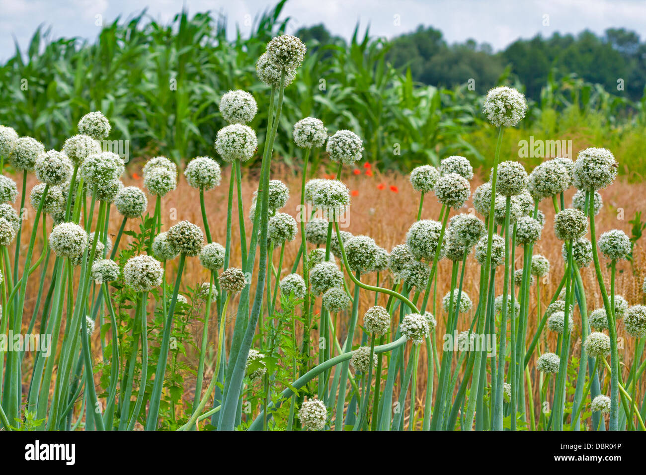 White flowering onion field in Ukraine Stock Photo Alamy