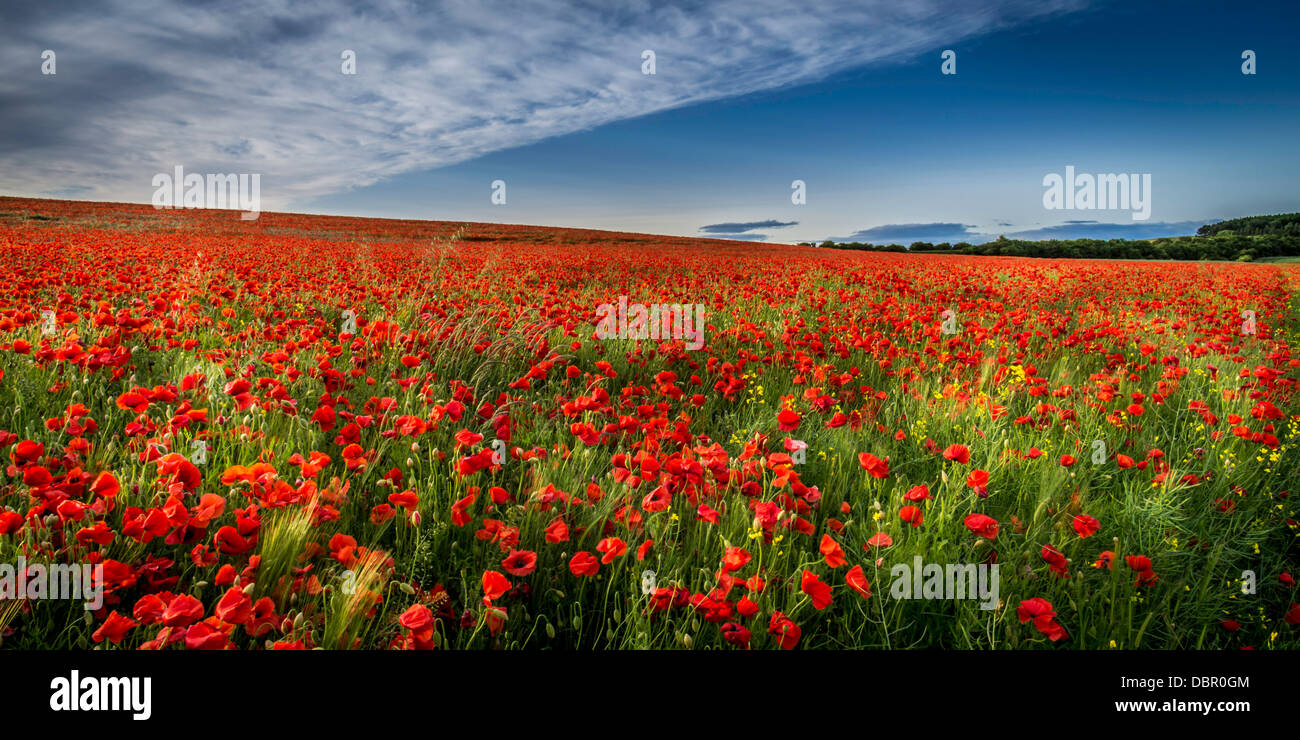 A bright red field of poppies under a blue sky with a blanket of cirrus ...