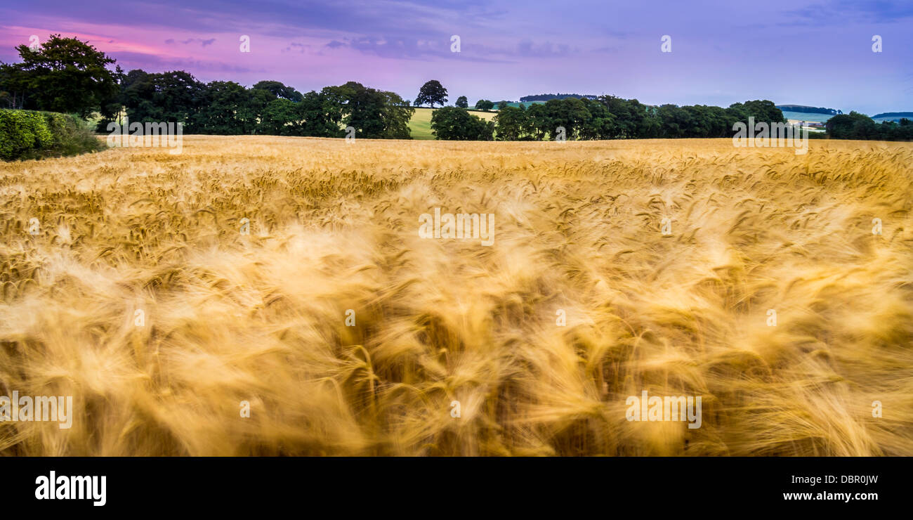 A field of barley, gentlly blowing in the evening wind, just outside Earlston. Stock Photo