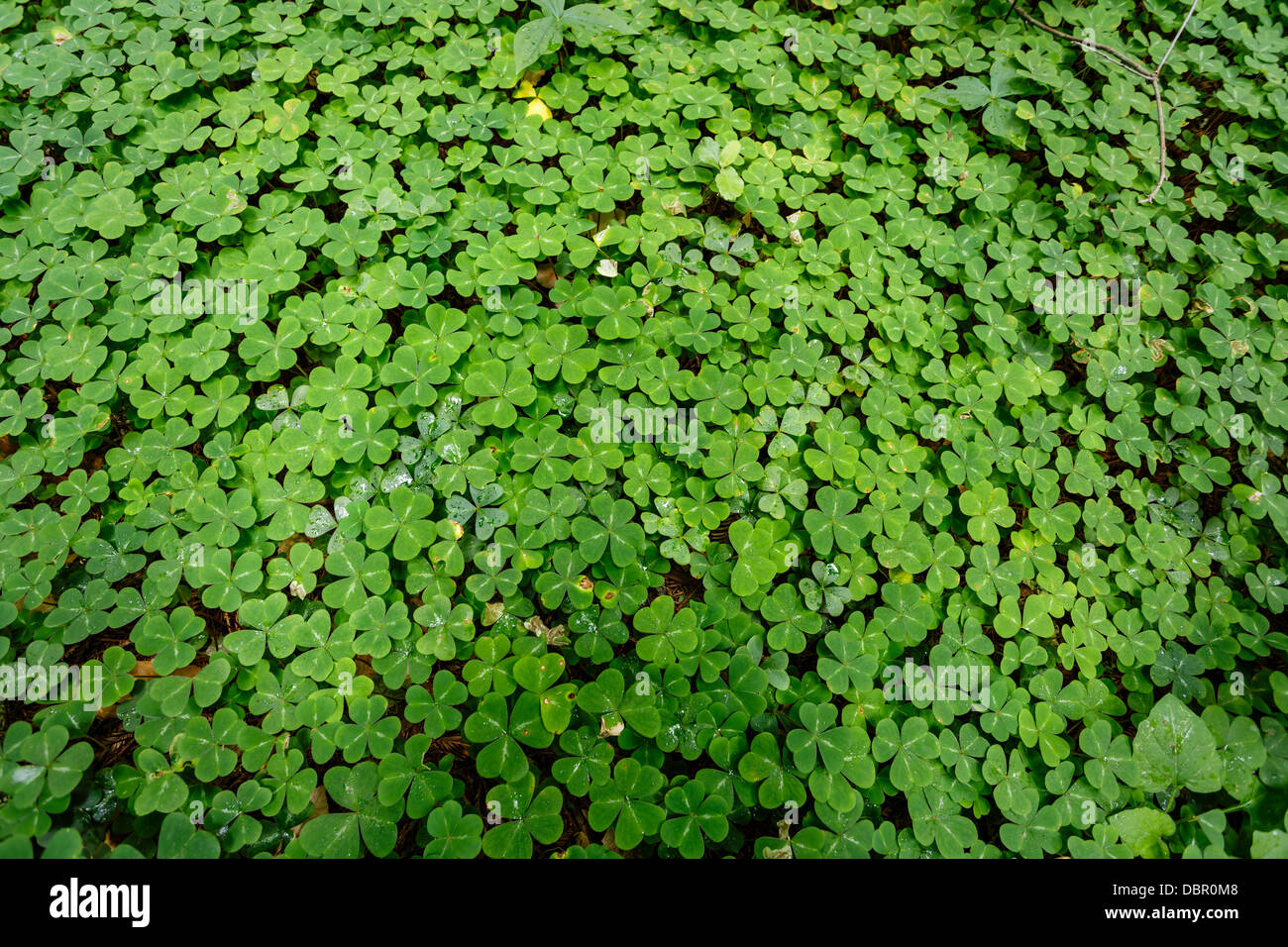 Bed of leaves of red sorrel that look like 3 leaf clover in Yosemite National Park Stock Photo