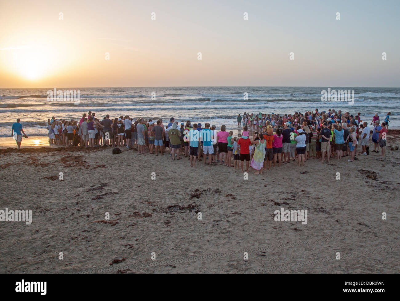 Tourists watch as newly-hatched Kemp's ridley sea turtles are released into the Gulf of Mexico. Stock Photo