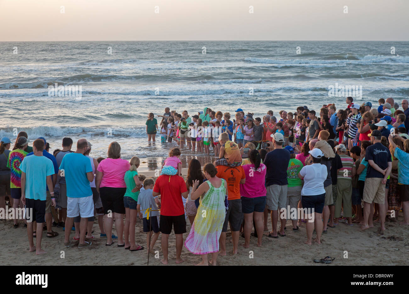 Tourists watch as newly-hatched Kemp's ridley sea turtles are released into the Gulf of Mexico. Stock Photo