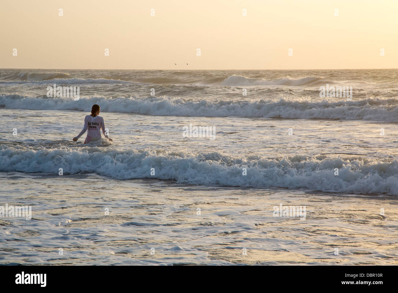 Woman patrols surf to ensure newly-hatched Kemp's ridley sea turtles safety make their way into the Gulf of Mexico. Stock Photo