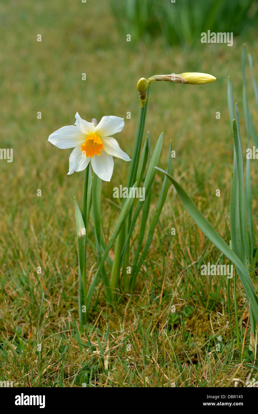 A daffodil flowering in Springtime in Wales Stock Photo Alamy