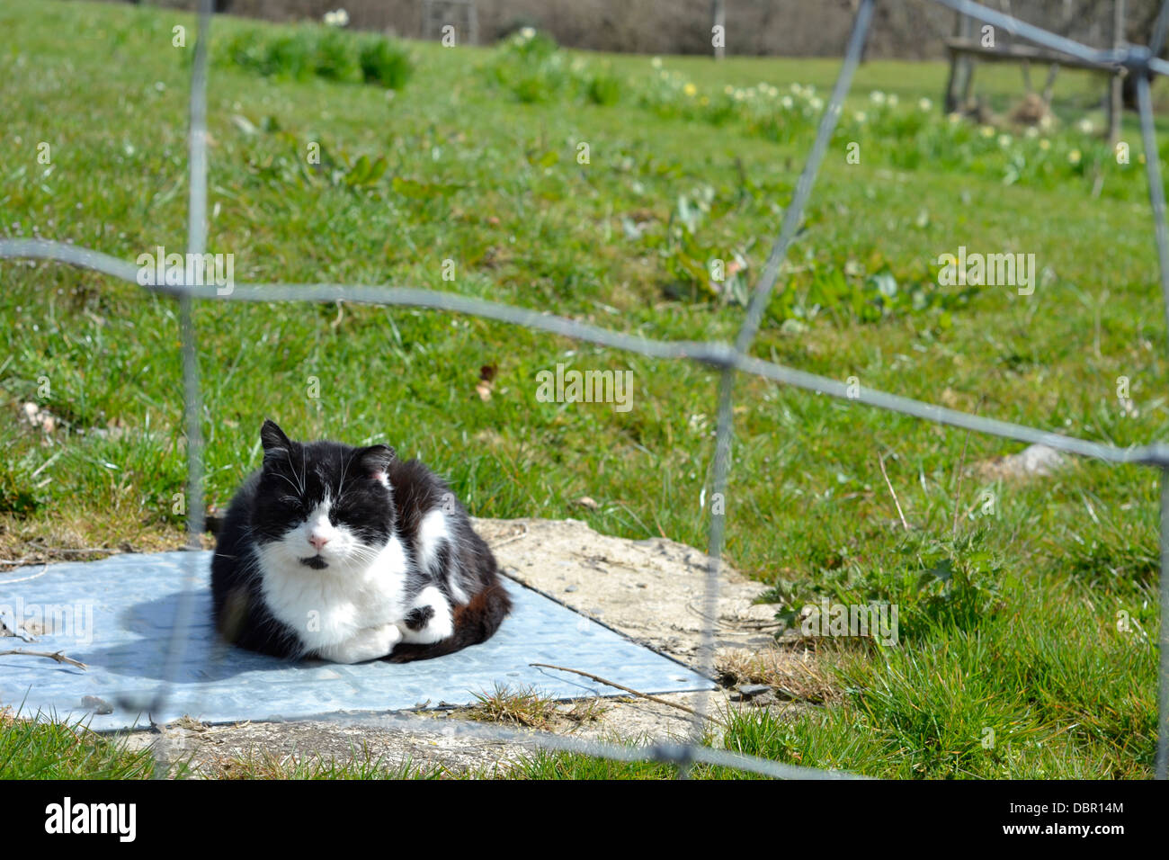 A black and white cat sitting on a metal cover in a field in West Wales. Stock Photo